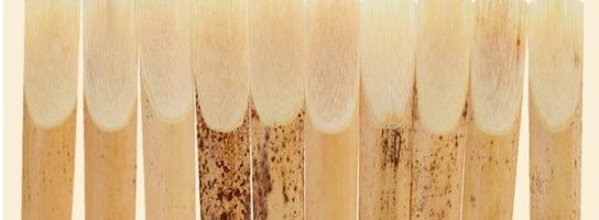 Тростей много не бывает